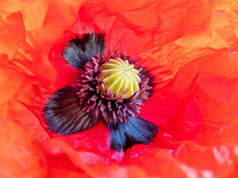 Interior of a Common Poppy Blossom