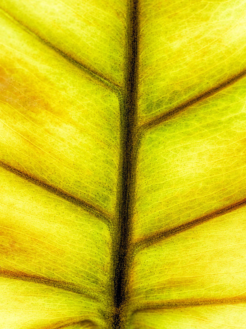 Closeup of a Leaf