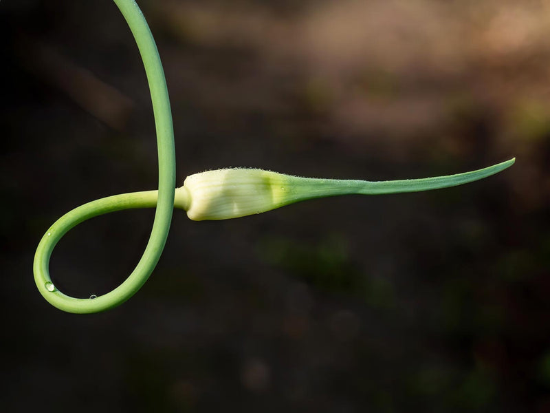 Garlic Plant