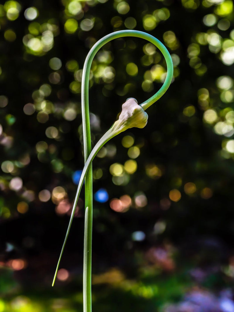 Garlic Plant