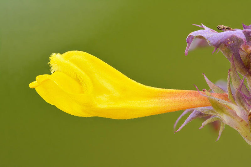 Flower of the Wood Cow-Wheat