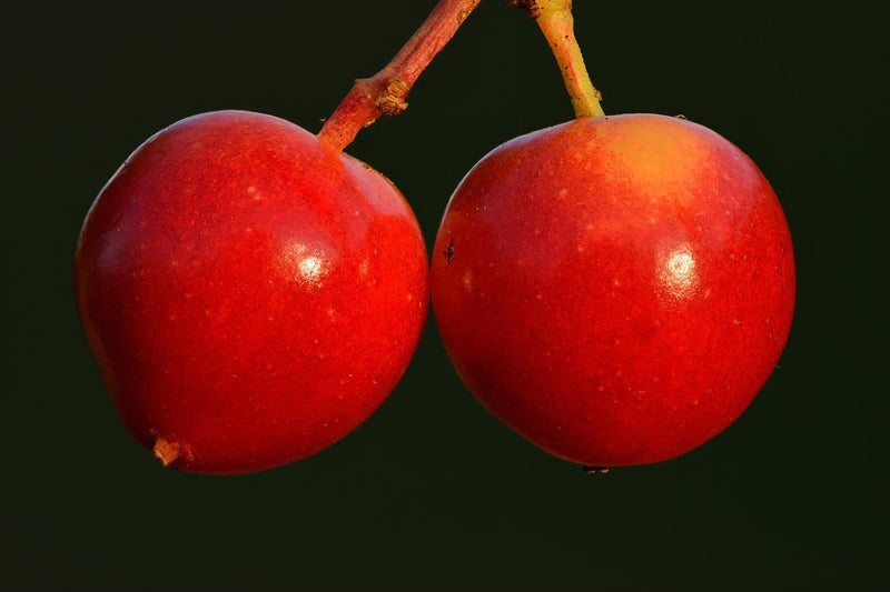 Fruits of Guelder-Rose