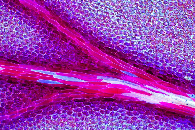 Geranium Petal under the Microscope