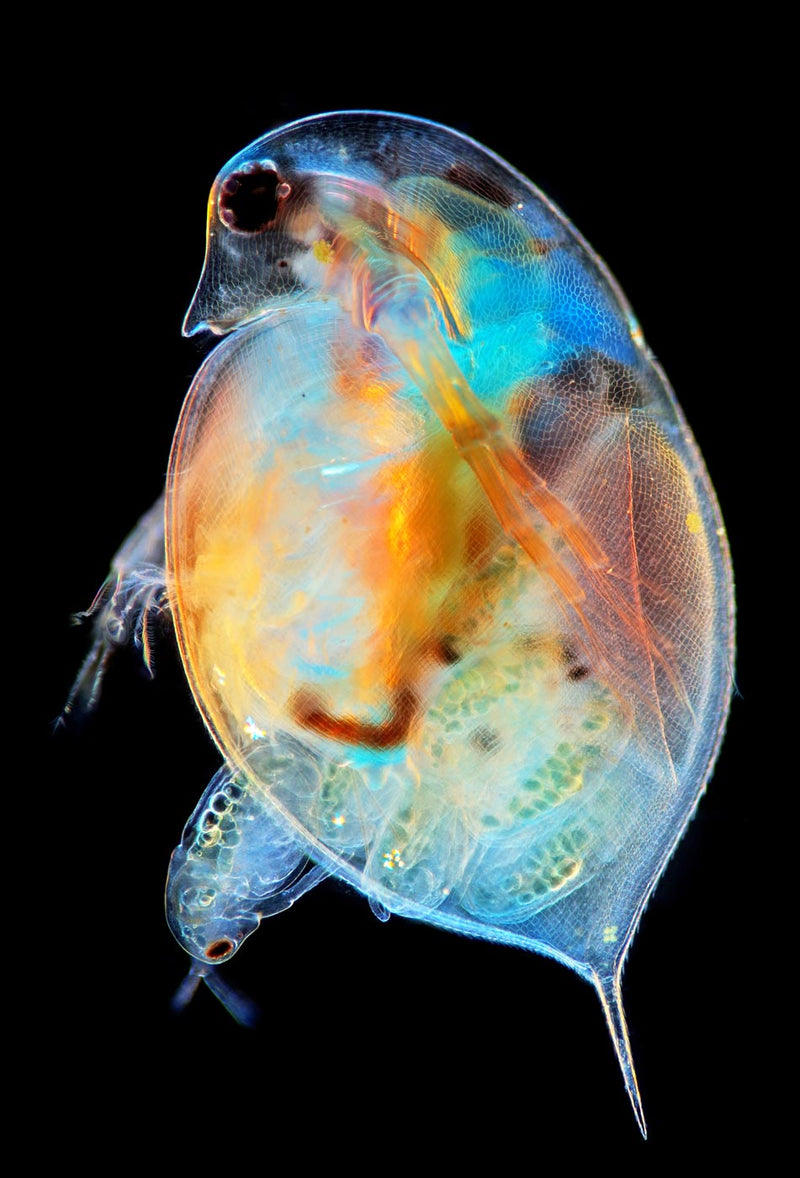 Daphnia Genus Giving Birth