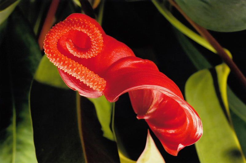 Anthurium