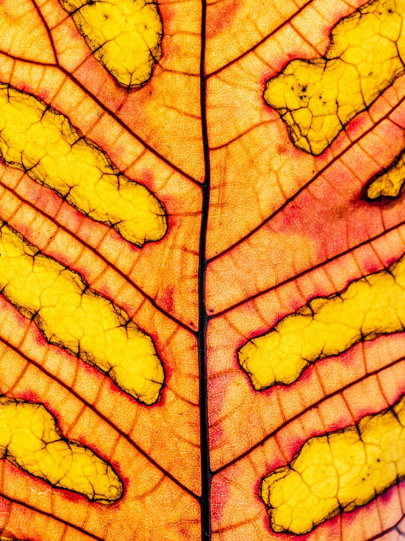 Leaf Veins