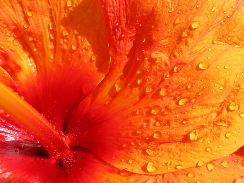 Close up of Hibiscus Petal