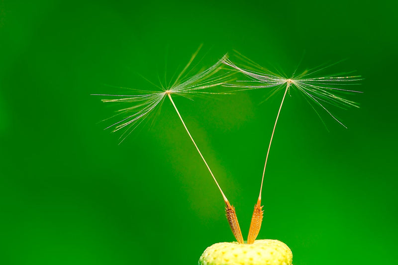 Dandelion Taraxacum Officinale Achenes