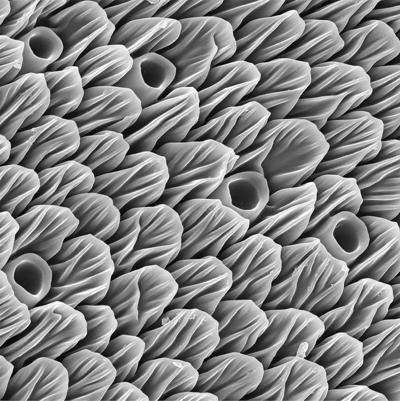 Butterflies’ Feelers, Electron Microscope View