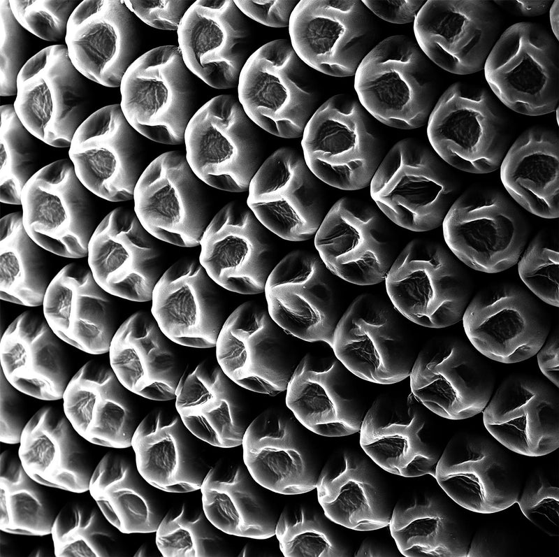 Mosquito Eye, Electron Microscope View
