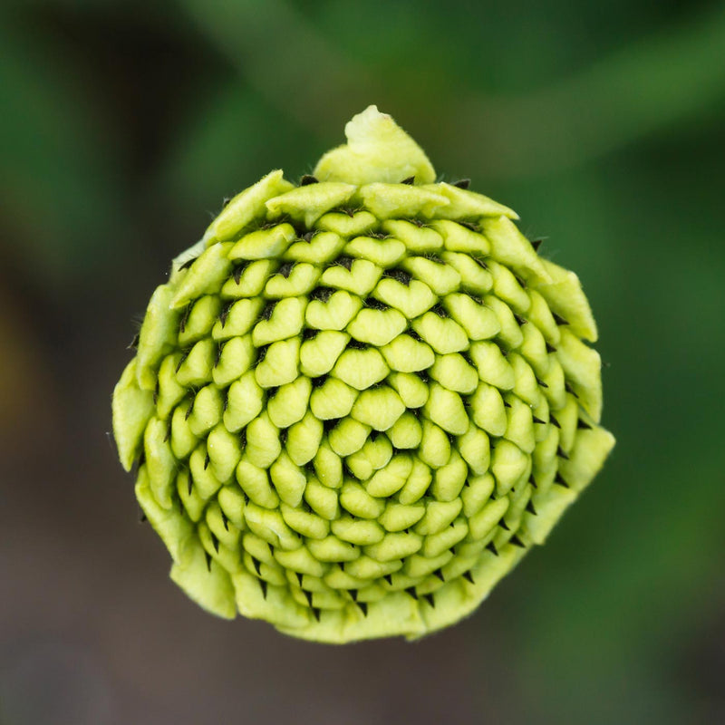 Bud Cephalaria Dipsacoides