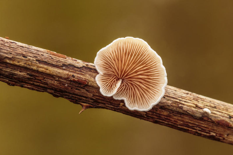 Crepidotus Variabilis s.l. on a Dead Twig of a Rubus