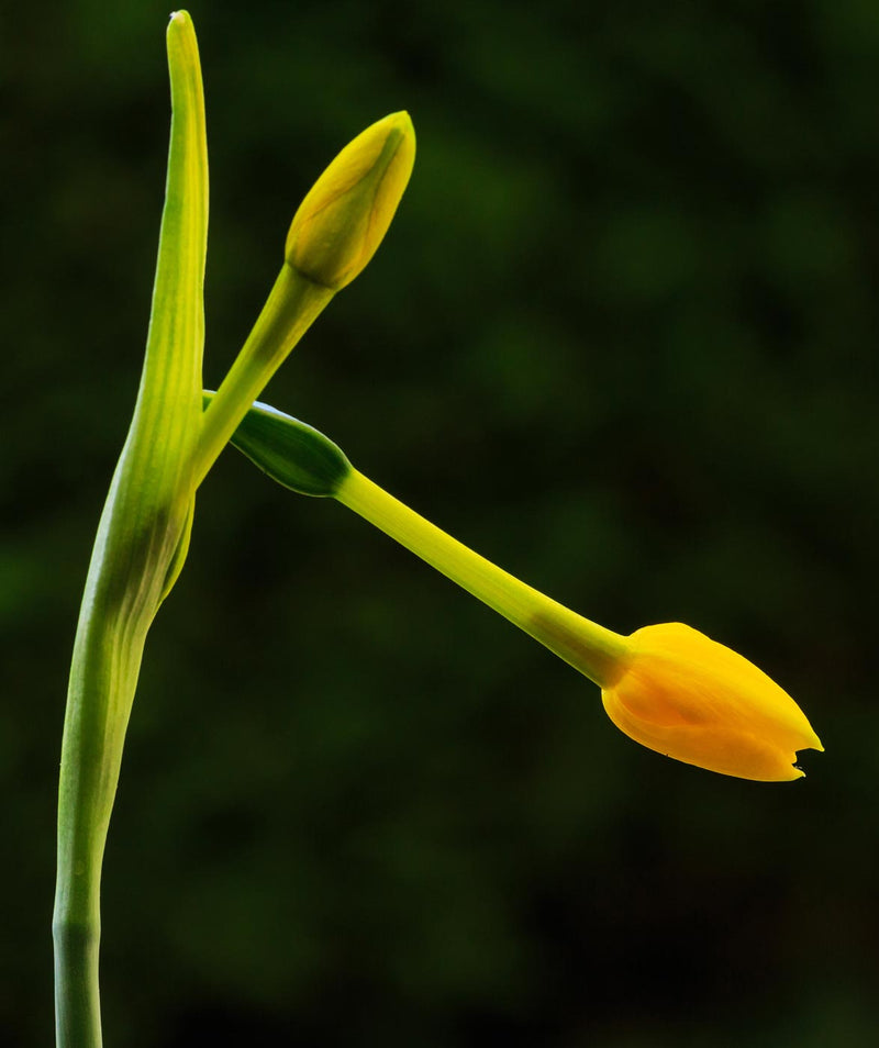 Flower Buds of Narcissus Jonquilla