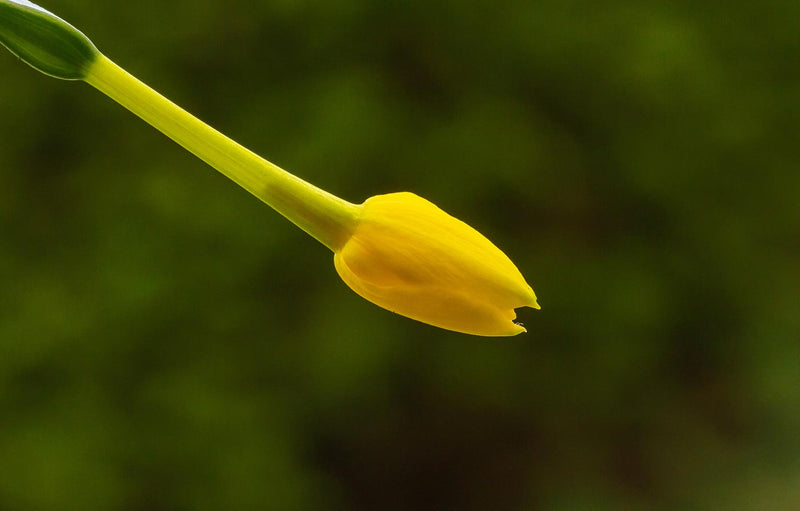 Flower Bud of Narcissus Jonquilla