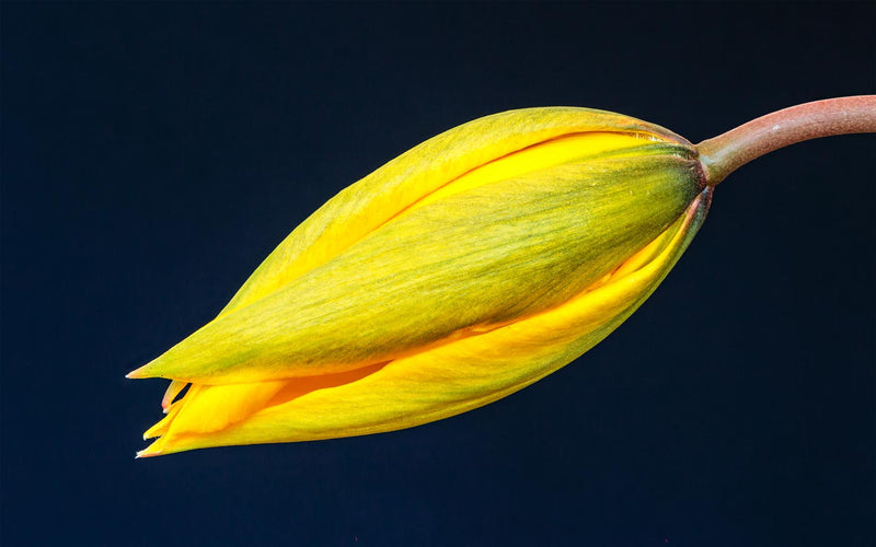 Swelling Flower Bud of a Woodland Tulip