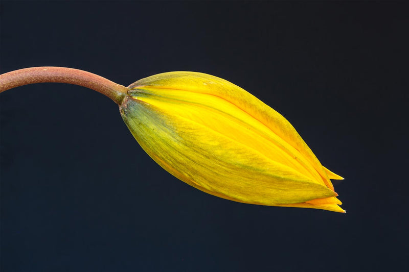 Swelling Flower Bud of a Woodland Tulip