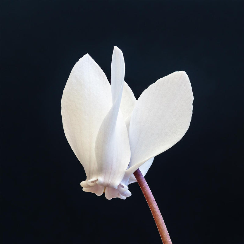 Flower of a Cyclamen