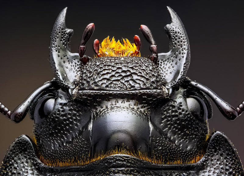 Studio stack of the Head of a  Dorcus parallelipipedus