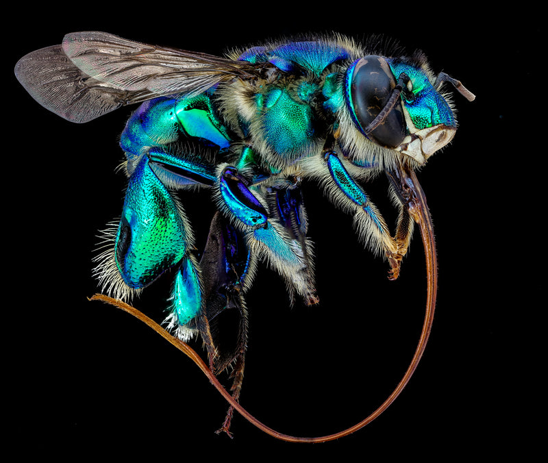 Euglossa Imperialis