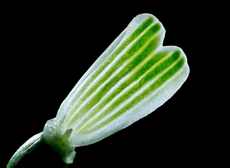 Galanthus Nivalis