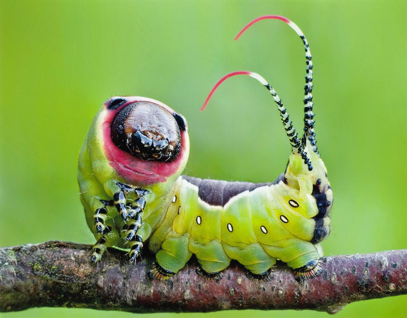 Moth Caterpillar