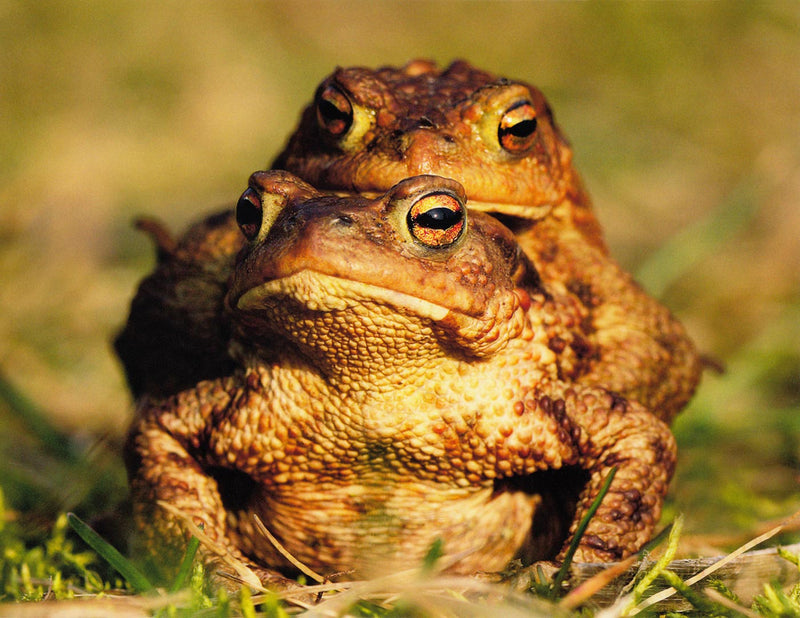 Bufo Bufo - I love You / Me Too