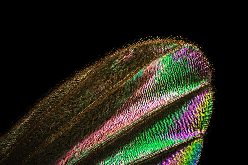 Mosquito Wing under a Microscope