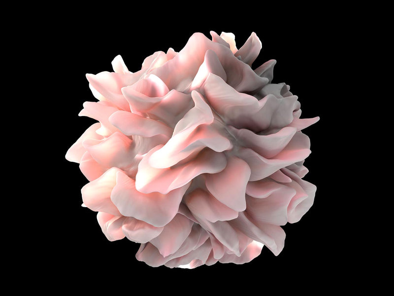 Dendritic Cell