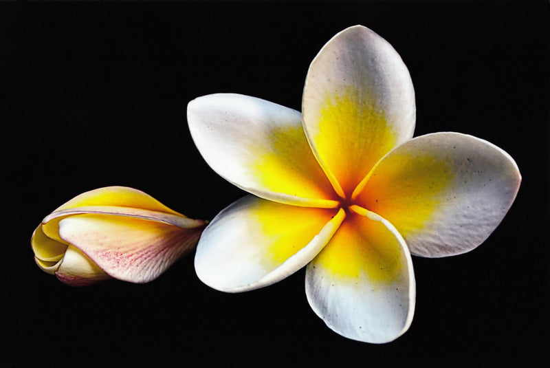 White Plumeria from Kannur - Kerala