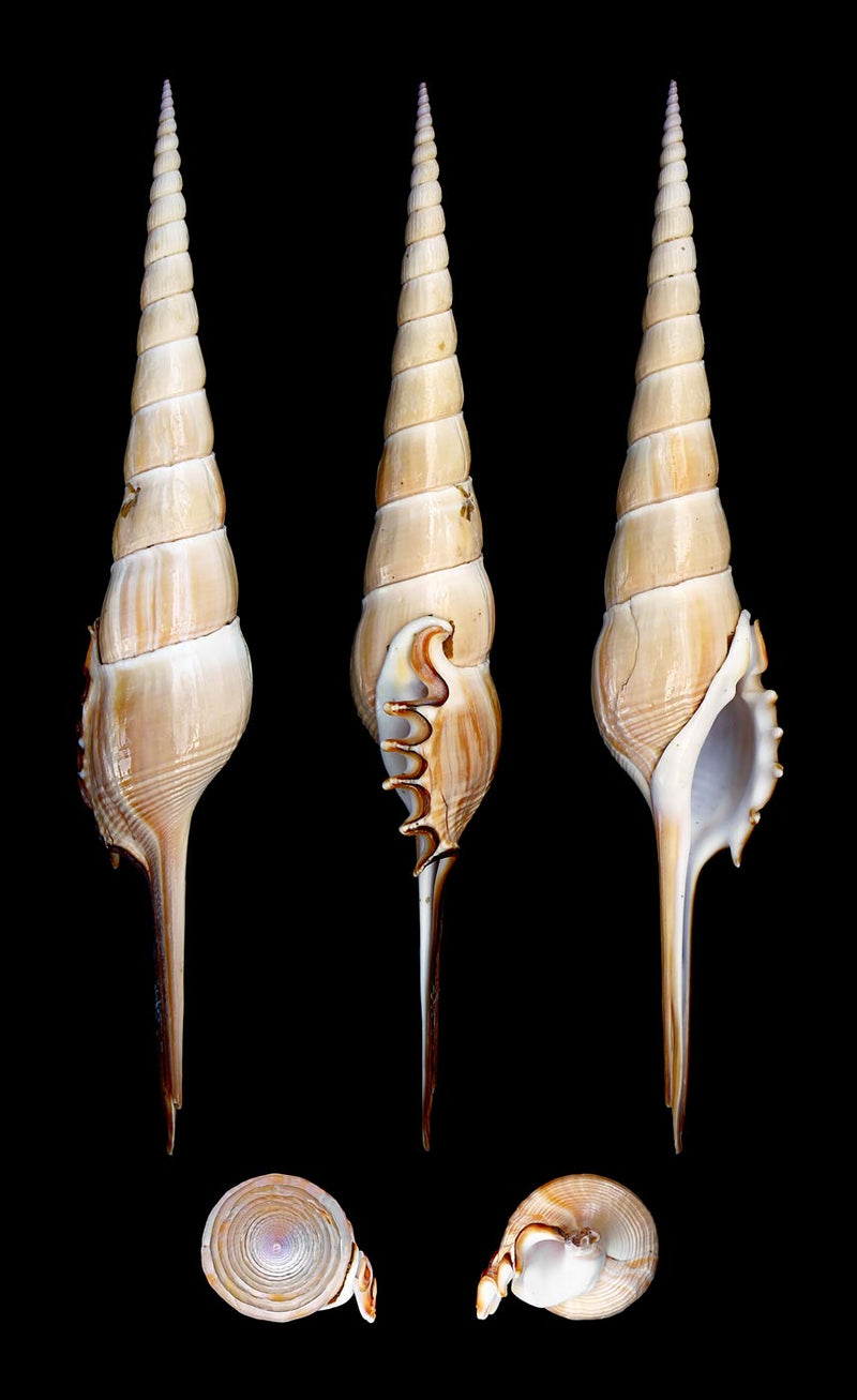 Tibia Fusus