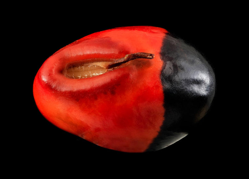 Seed, Red and Black