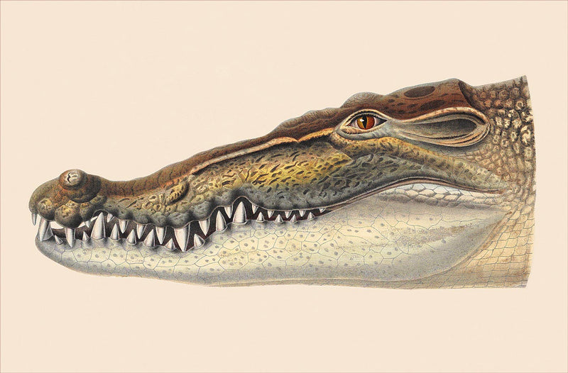 Crocodilus Biporcatus