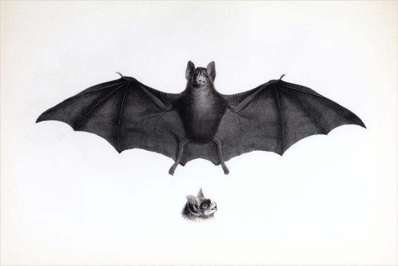 Bat