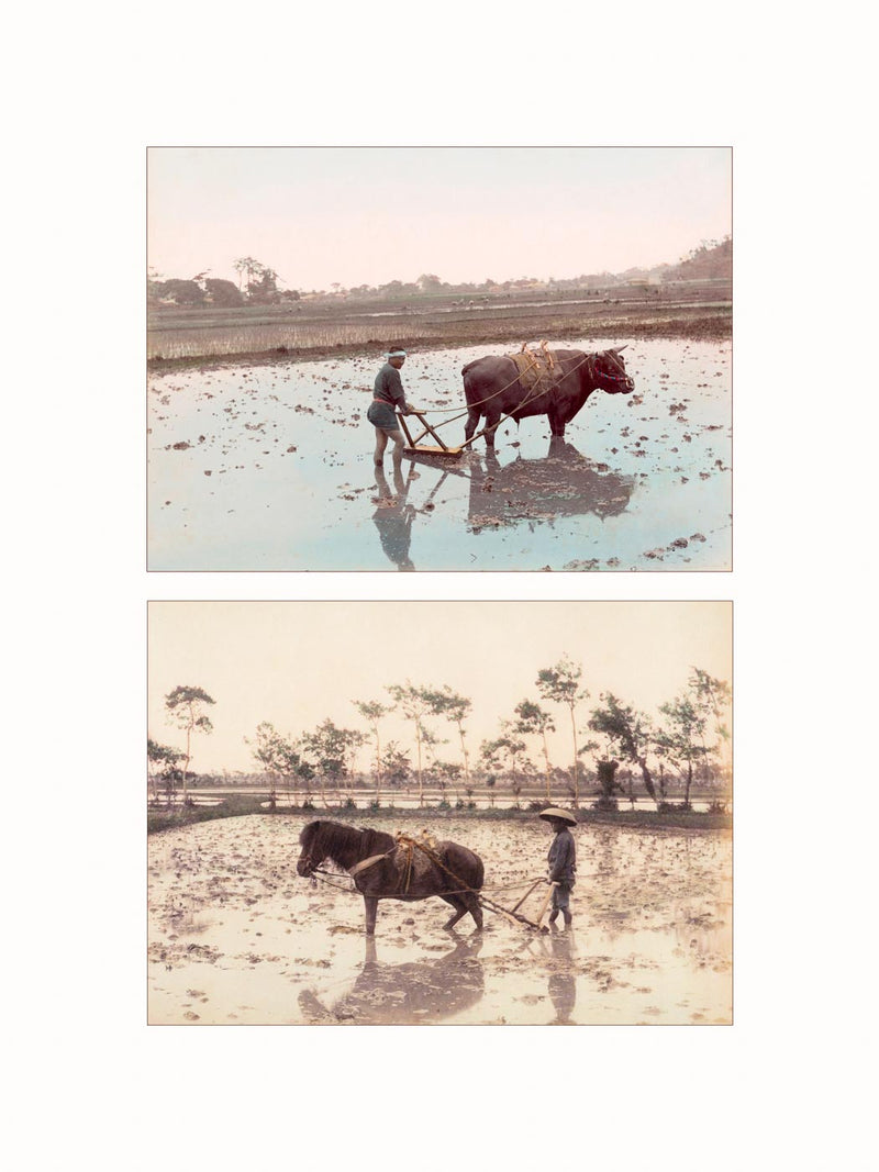 Hand Colored Photography, Japan - Ploughing Rice Ground, c1890 - diptych