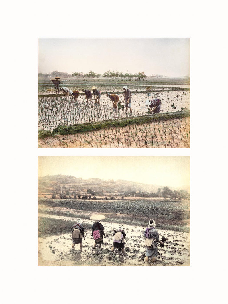 Hand Colored Photography, Japan - Planting Rice,  c1880 - diptych