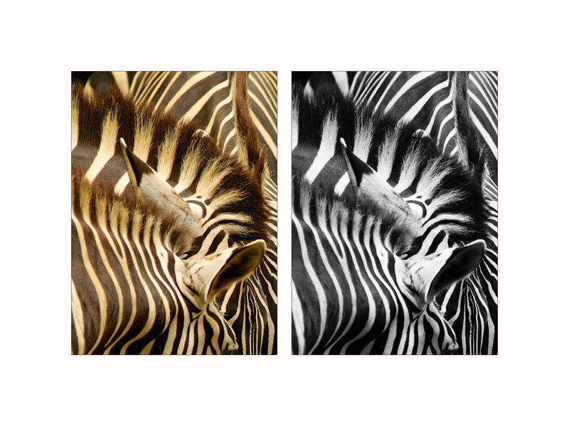 Zebras - diptych