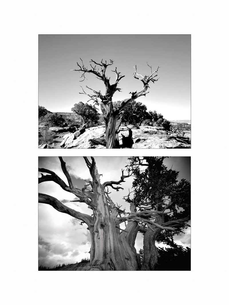 Strength to Endure - diptych
