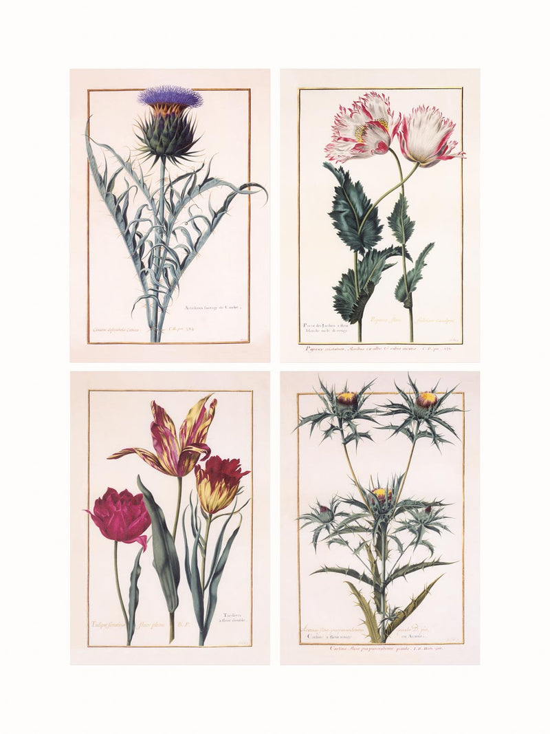 Florilegium of Prince Eugene de Savoie, c1860-1865