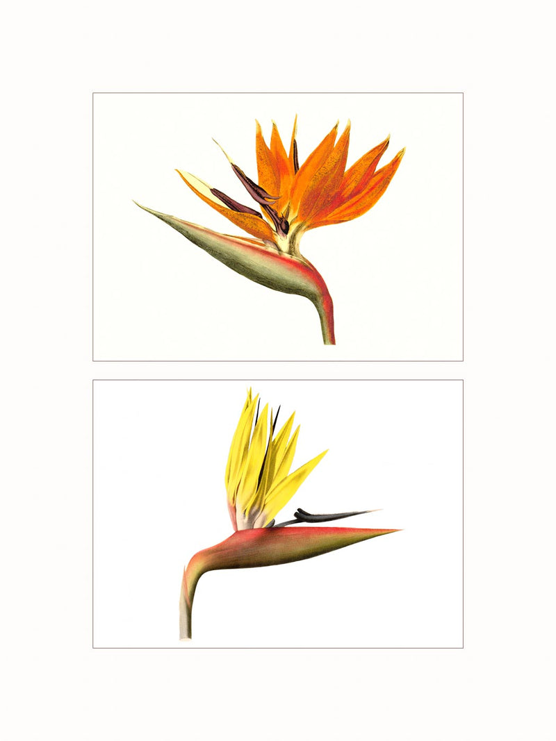 Strelitzia - diptych