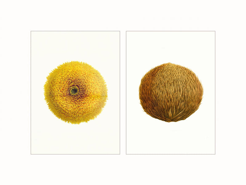 Helianthus, Araucaria, c1860 - diptych