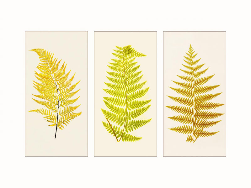 ferns - triptych