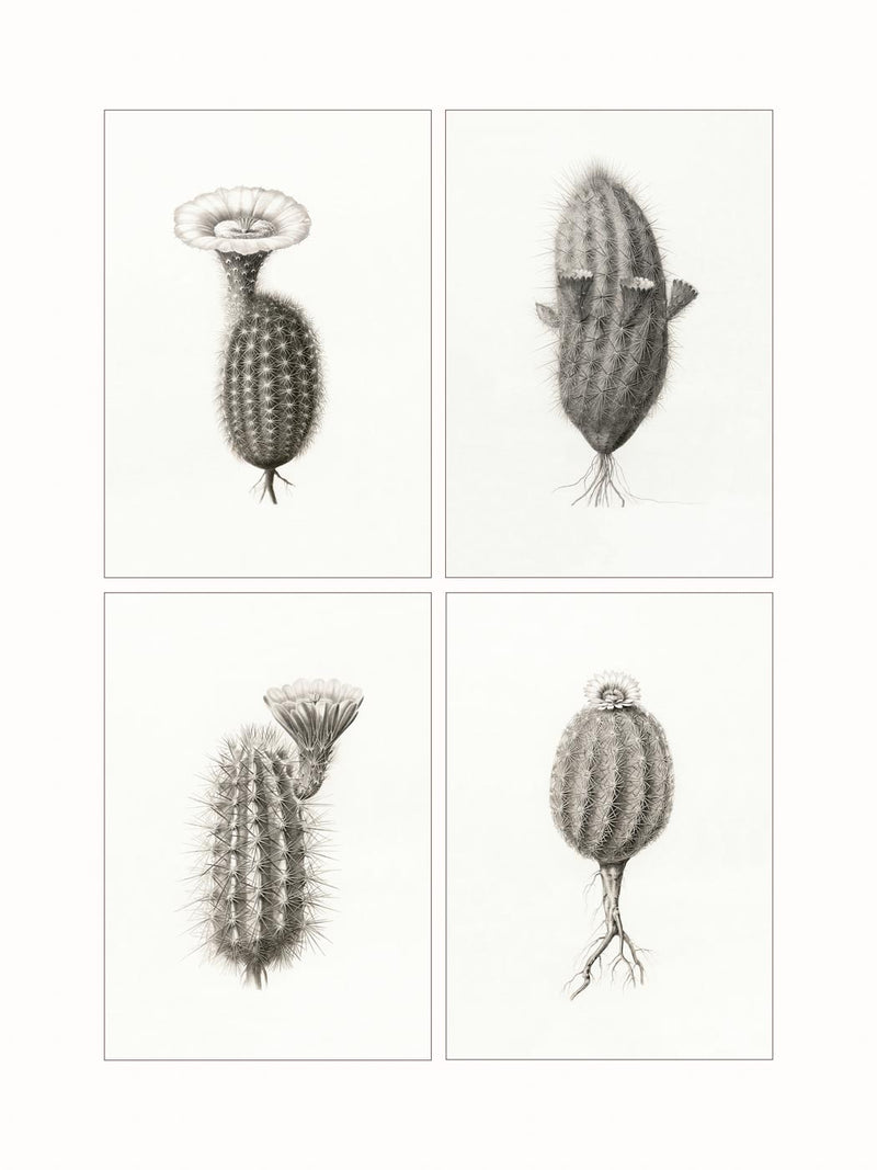 Cactaceae, c1860