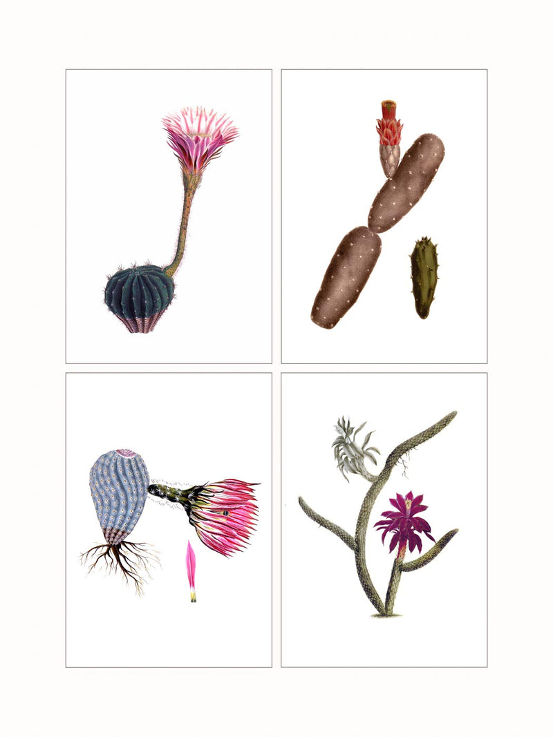 Cactaceae, c1840