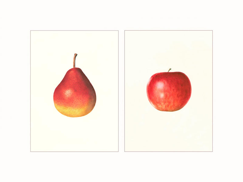 Pear and Apple - diptych