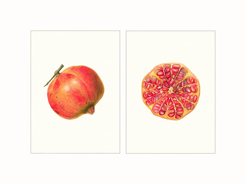 Pomegranate - diptych