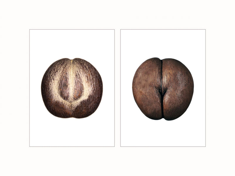 Coco Fesse - diptych