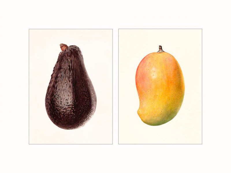 Mango and Avocado - diptych