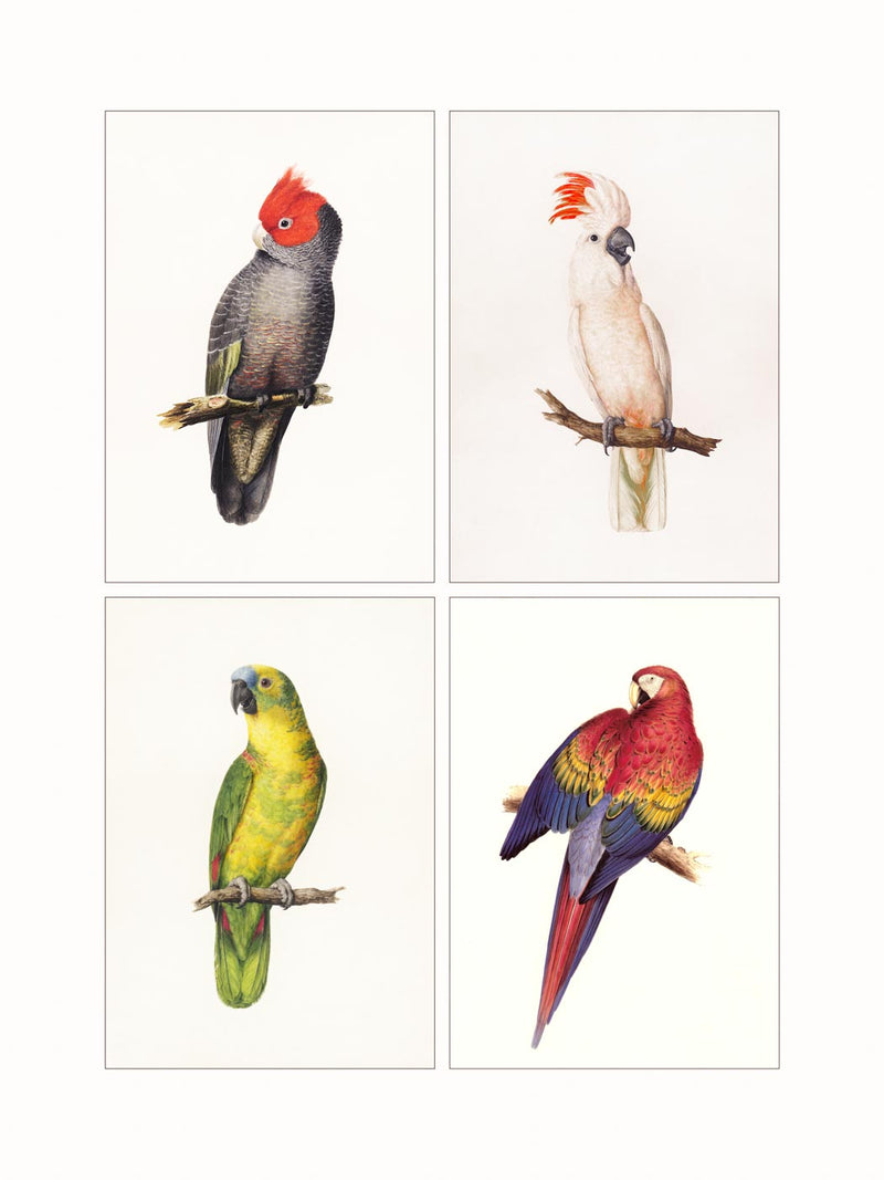 Parrots  (quadriptic)