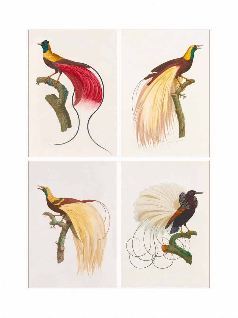 Birds of Paradise  (quadriptic)