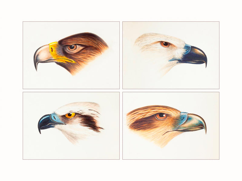 Eagles and Buzzards  (quadriptic)